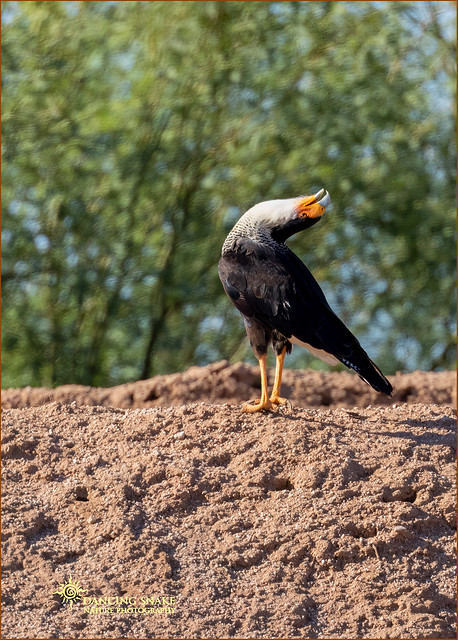 _L9A3298 Northern Crested Caracara ©Dancing Snake Nature Photography