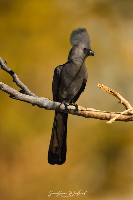 Grey Lourie Bird, Okavango Delta, Botswana