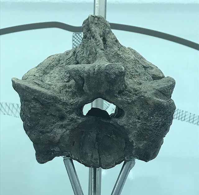 Réplica de una vértebra de Titanoboa, expuesta en el Museo Geológico José Royo y Gómez. Créditos Anfecaro