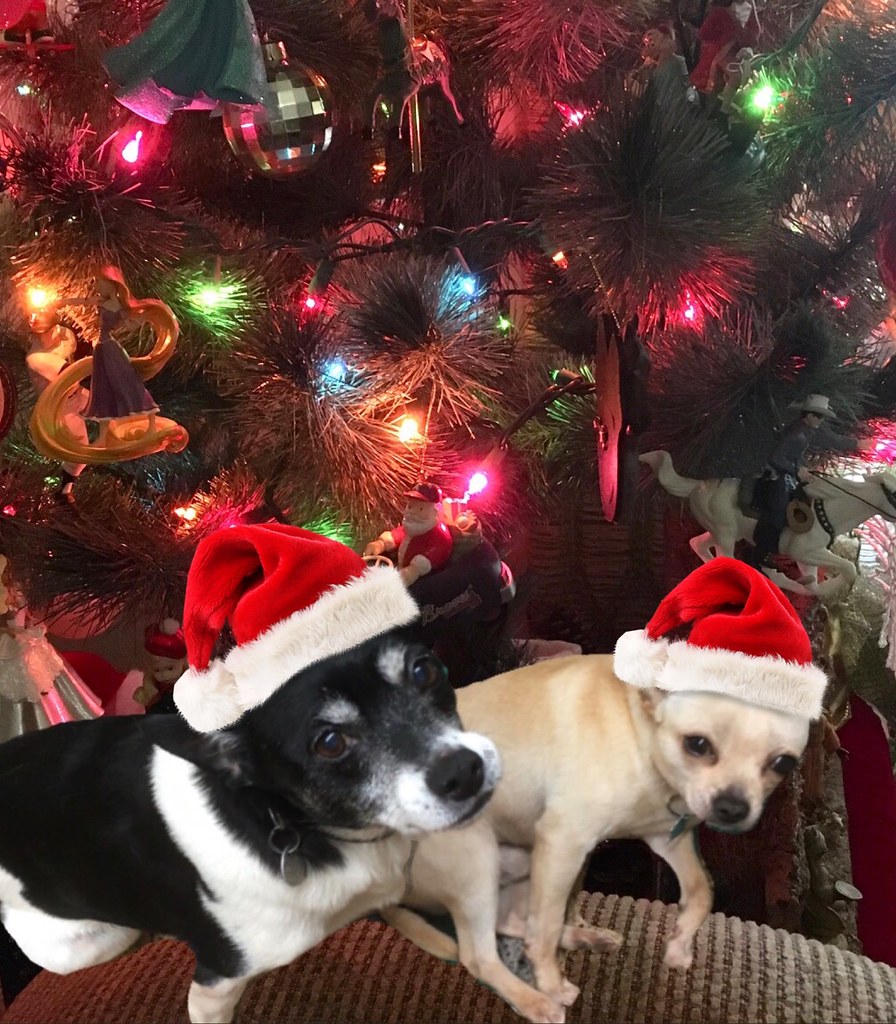 Gracie and Toby by the Christmas Tree with Hats