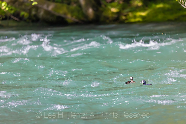 Harlequin Ducks in Olympic National Forest