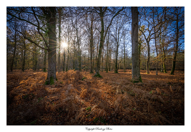 Autumnal colours on a sunny morning near Rhinefield Ornamental Drive in the New Forest National Park, Hampshire, England, Uk