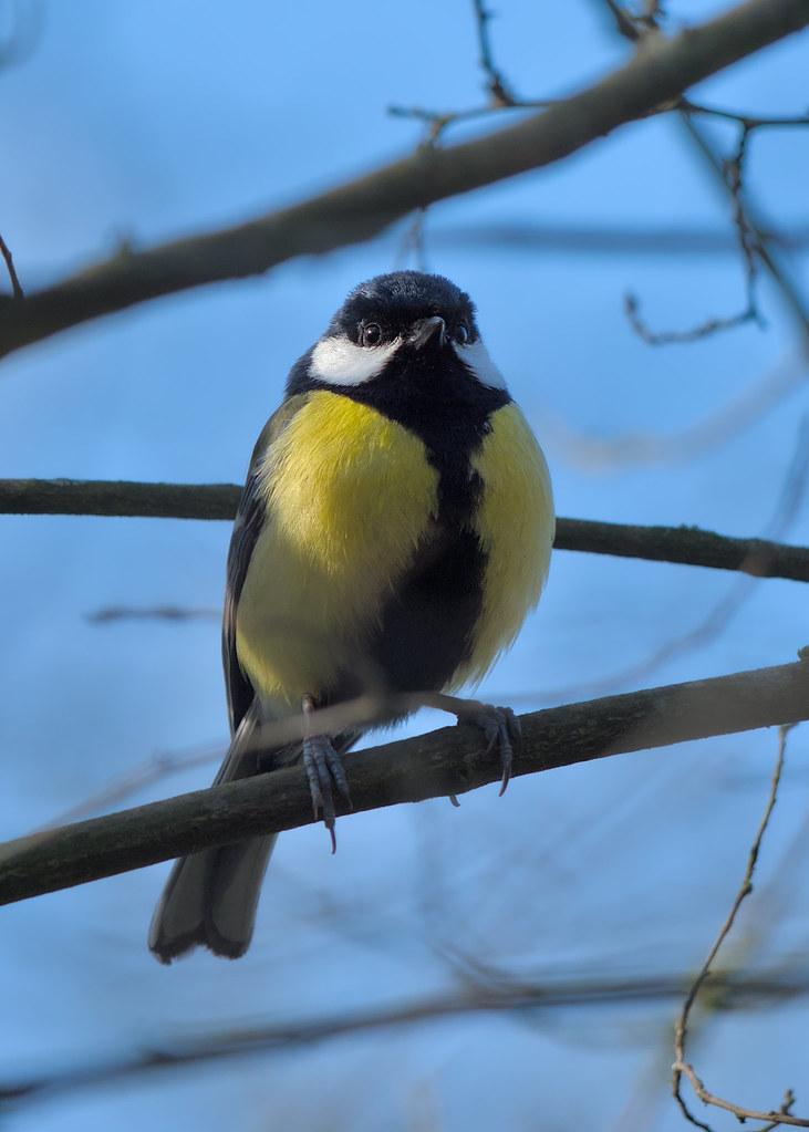 Great tit, great pose
