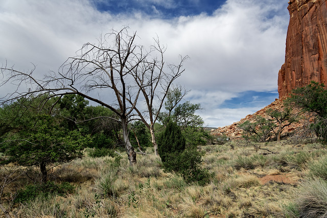 A Grassy Meadow with Trees in Capitol Reef National Park