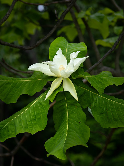 Big leaf Magnolia