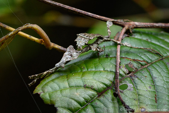 Dead Leaf Mantis (Deroplatys rhombica)