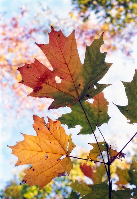 Maple Leaves NS
