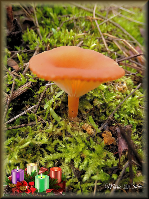 O cogumelo vistoso cor de laranja no meio do musgo da mata