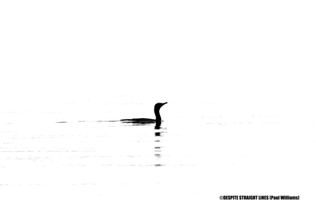 Cool, calm Cormorant (Phalacrocorax carbo)  -  (Published by GETTY IMAGES)