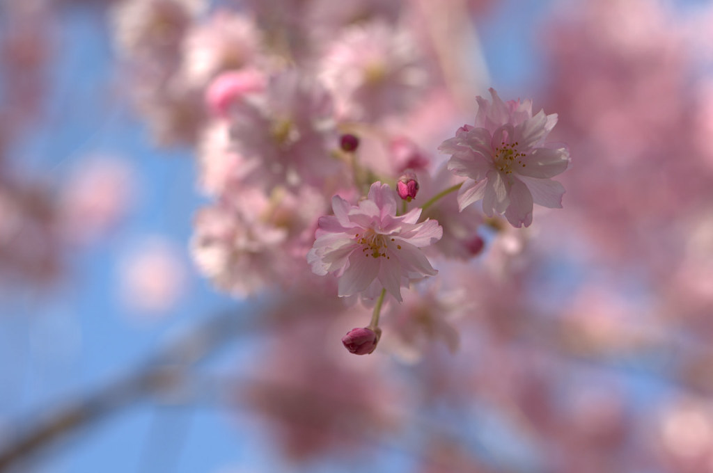 When Cherry Blossom Returns