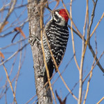 Woodpecker at Sacramento NWR-13 12-11-23                                
