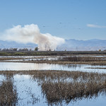 Smoke from burning field near Sacramento NWR-03 12-11-23                                