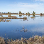 Migratory birds in ponds at Sacramento NWR pano2 12-11-23                                