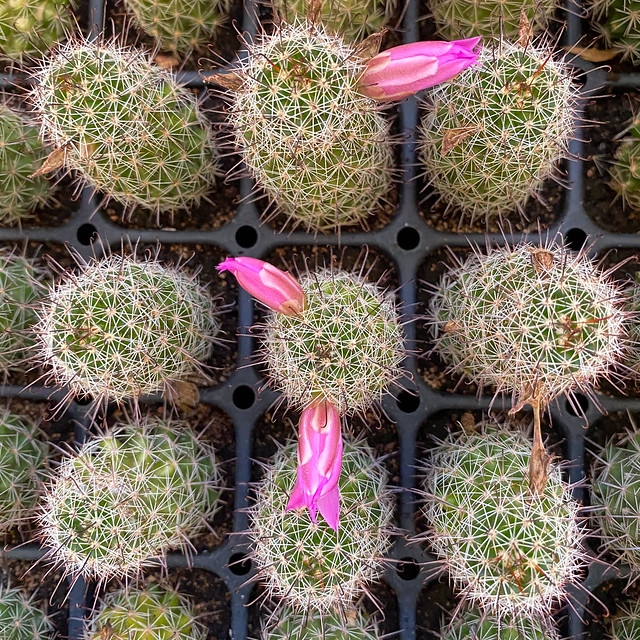 Cactus Bebés