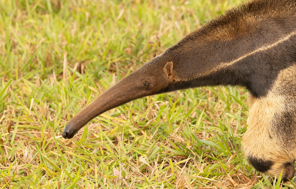 Giant anteater (Myrmecophaga tridactyla) P4A4544