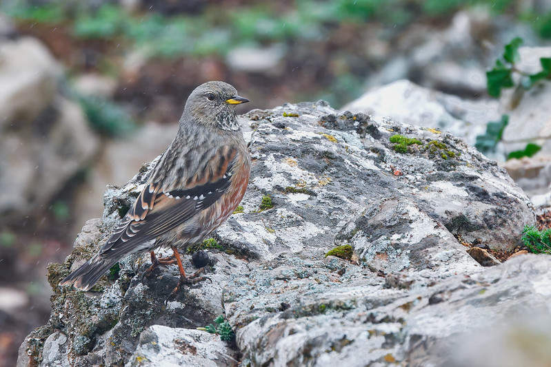 Prunella collaris | Alpine Accentor | alpjärnsparv