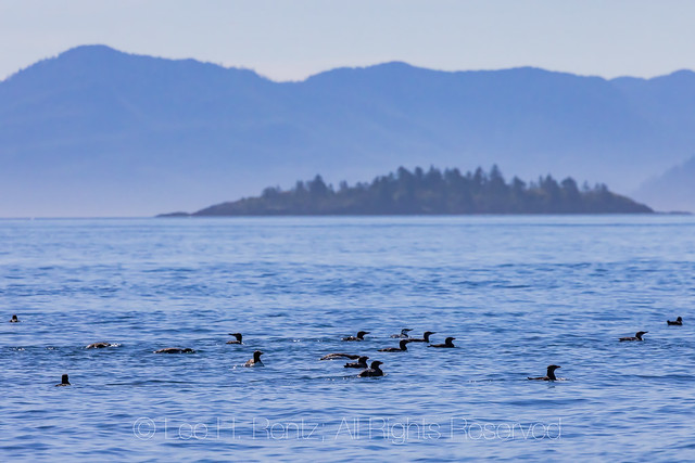 Seabirds along Haida Gwaai