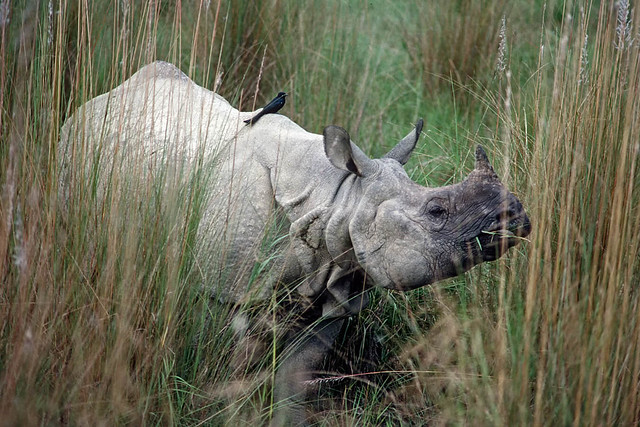 One-horned-Rhino-only-found-in-Nepal-Chitwan-NP