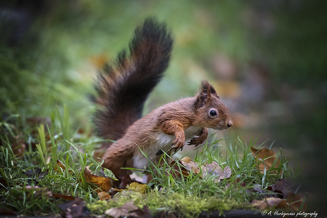 Red squirrel, Ecureuil roux