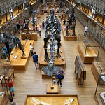 Gallery of Palaeontology and Comparative Anatomy in Paris, France 