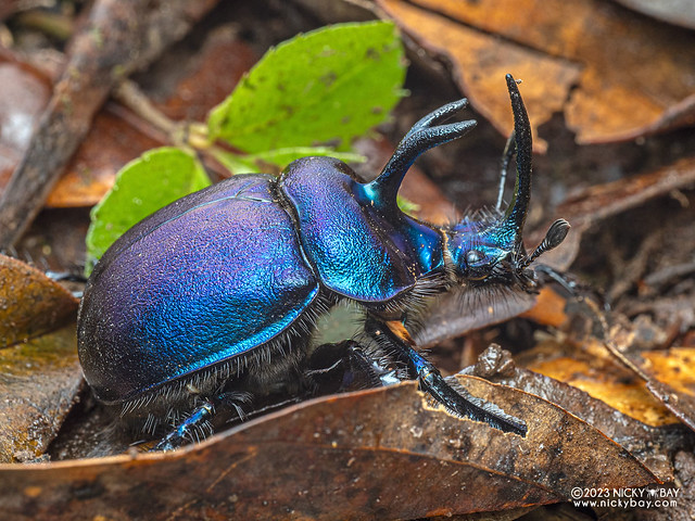 Blue earth-boring beetle (Enoplotrupes sharpi) - PB192997