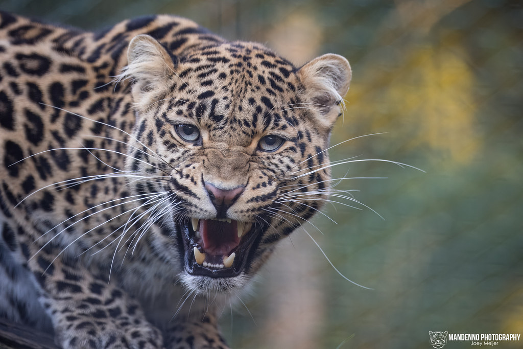 African Leopard - Pakawi Park