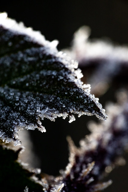 frosty crystals