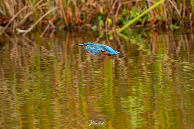 The Flying Kingfisher...