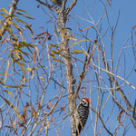 Woodpecker at Sacramento NWR-12 12-11-23                                