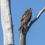 Hawk in snag at Sacramento NWR-08 12-11-23                                