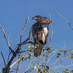 Young eagle in tree at Sacramento NWR-20 12-11-23                                
