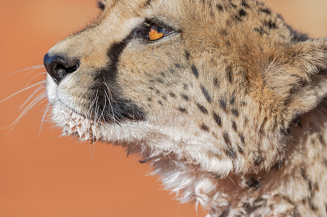A Cheetah