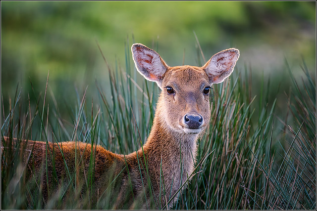Hello Deer!!!