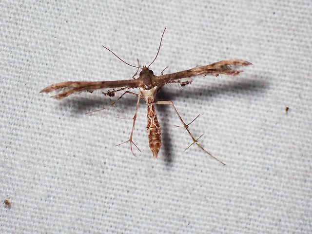 Hourglass Plume Moth Michaelophorus indentatus