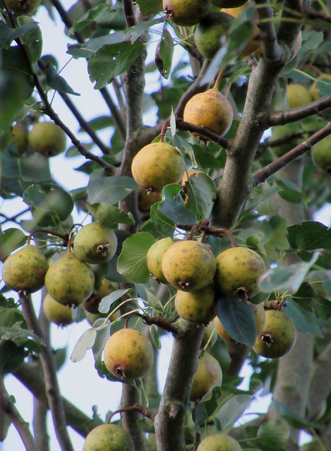 WIld pears