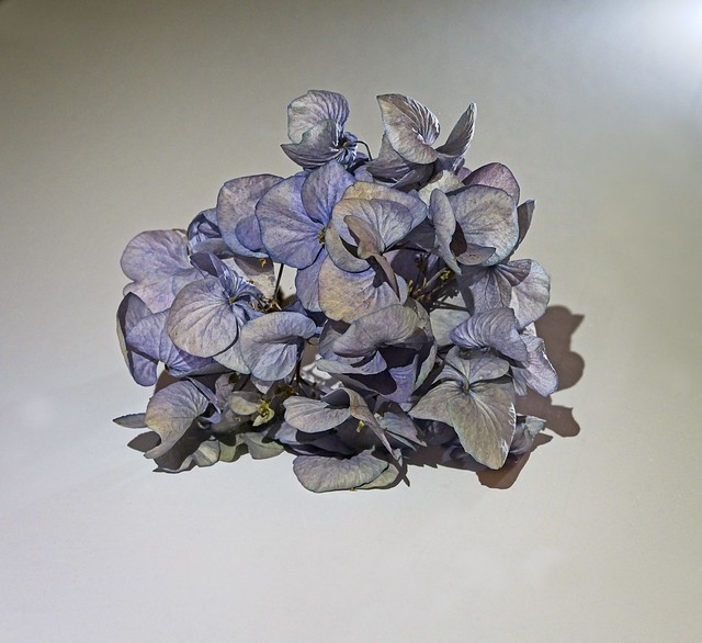 Dried Hydrangea