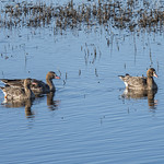 White-fronted Geese at Llano Seco NWR-06 12-11-23                                