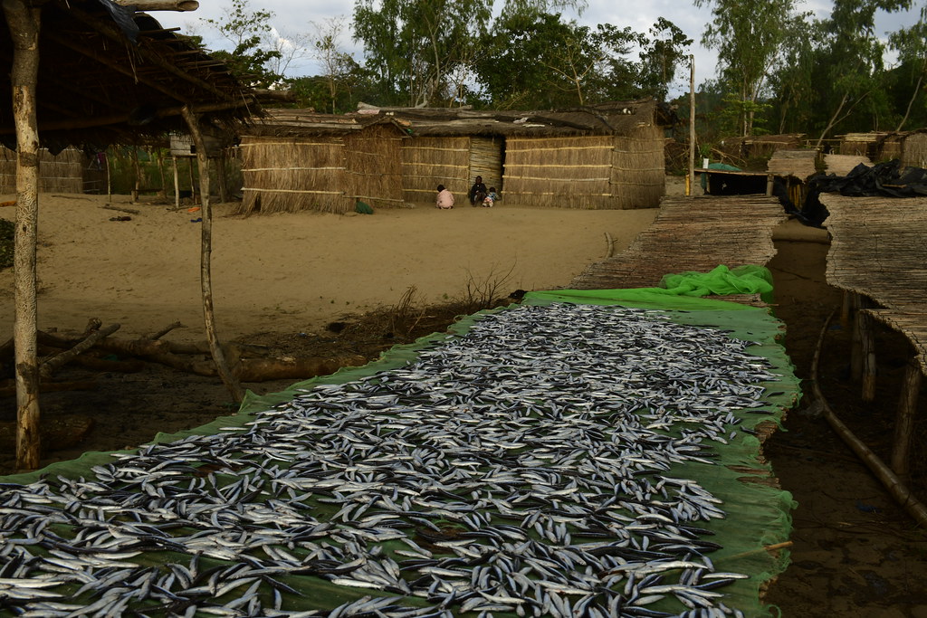 Usipa fish catch on drying rack, Chintheche, Lake Malawi, Malawi