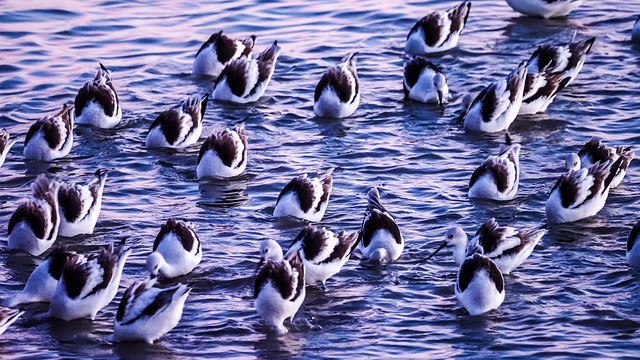 American avocets, heads underwater, at twilight