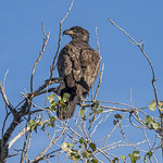 Young eagle in tree at Sacramento NWR-19 12-11-23                                