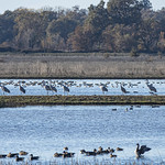 Sandhill Cranes at Llano Seco NWR-02 12-11-23                                