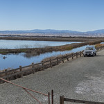 Migratory birds in ponds at Sacramento NWR pano1 12-11-23                                