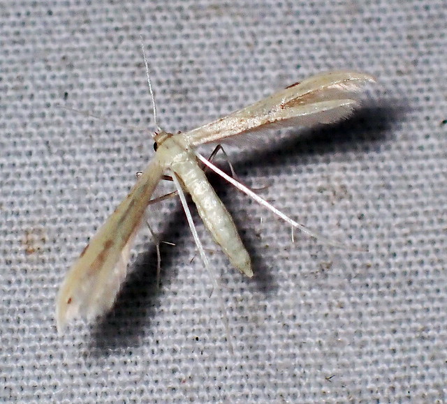 Three- and Two-dotted Plume Moths Complex Adaina bipunctatus