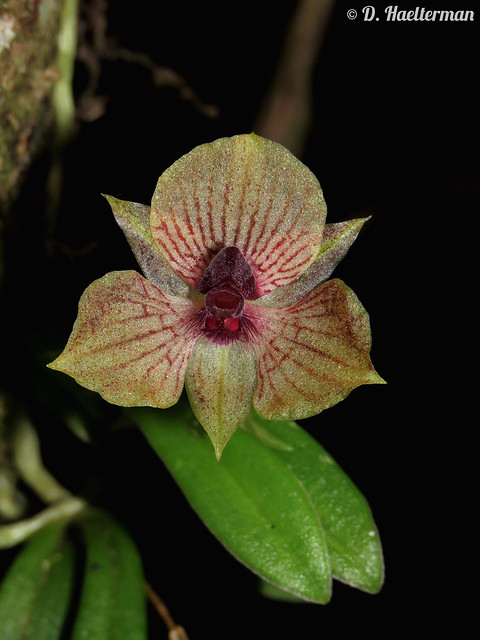 Marvelous Telipogon cf. octavioi in situ during an EXCEPTIONAL 14 DAYS TOUR I just guided for a 2nd group of the French Orchidology Federation. All records of observation beaten: 235 ORCHID SPECIES BLOOMING IN SITU. Biodiversity's paradise is COLOMBIA!