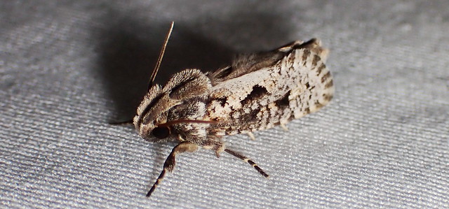 Clemens' Grass Tubeworm Moth Acrolophus popeanella