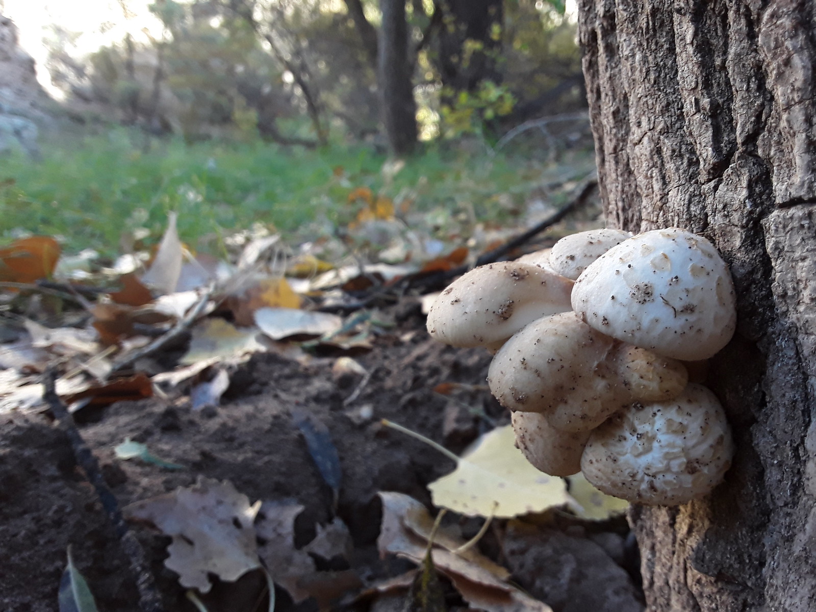 Fall mushrooms near Turkey Creek