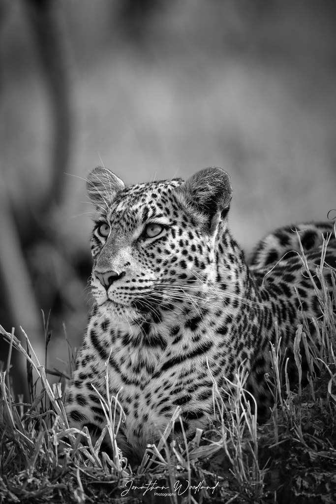 Female Leopard, Okavango delta, Botswana.