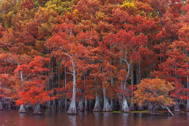Colorful Autumn Cypress