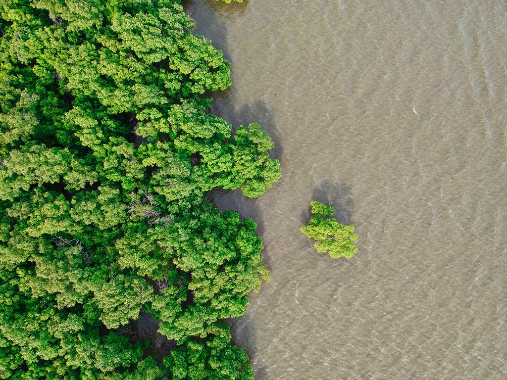 21個國家於COP28批准了阿聯發起的「紅樹林突破」專案。圖片來源：Unsplash