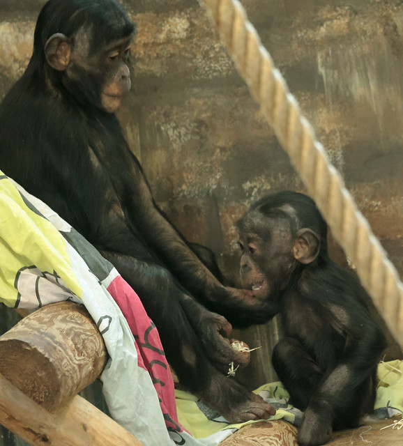 Bonobo Malembe and Maiyko Ouwehand ED8A2923